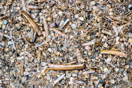 Clam bench in the North Seaの写真素材