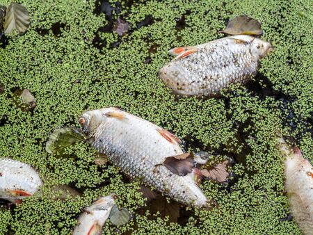 Dead fish in the pondの写真素材