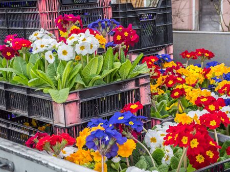 Planting time in spring primrosesの写真素材