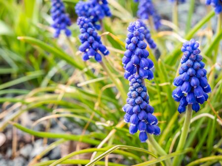 Hyacinthus Flower in the Springの写真素材