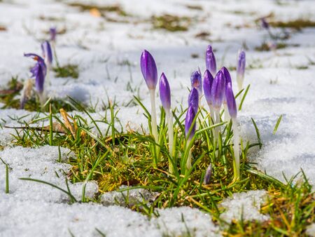 Crocuses in a winter landscape
