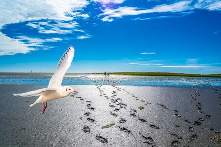 Footprints in the North Sea Wattの写真素材