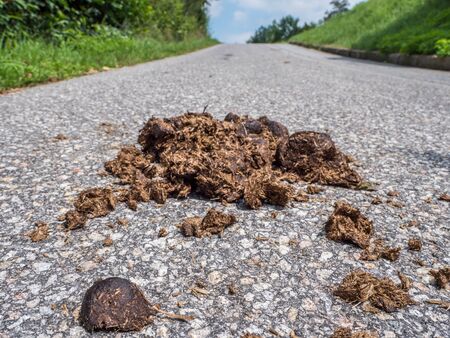 Manure pile on the street