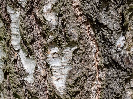 Birch Tree bark texture background