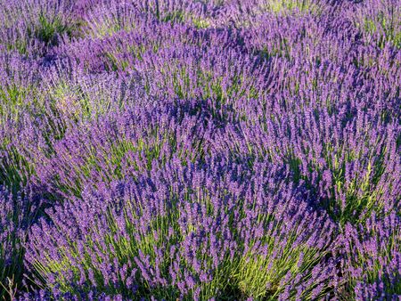 Lavender field in full bloom