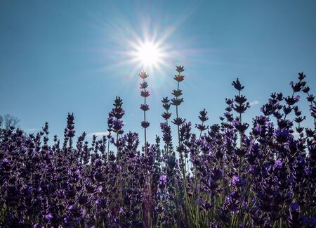Lavender field in the sun in the backlightの写真素材