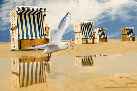 Seagull with wicker beach chair at the North Seaの写真素材