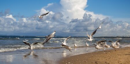 Gulls at the North Sea on a sandbankの写真素材