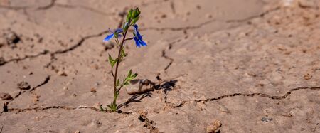 Panorama Lonely lilac flower growing on dried cracked soiの写真素材