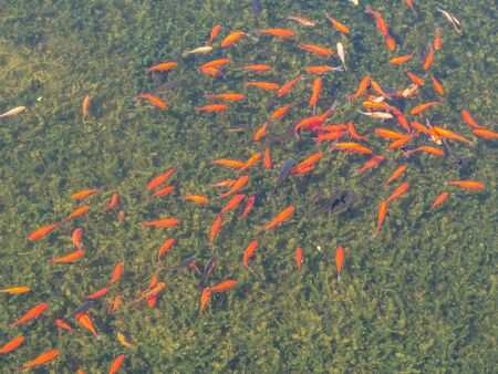 Goldfish in the garden pondの写真素材