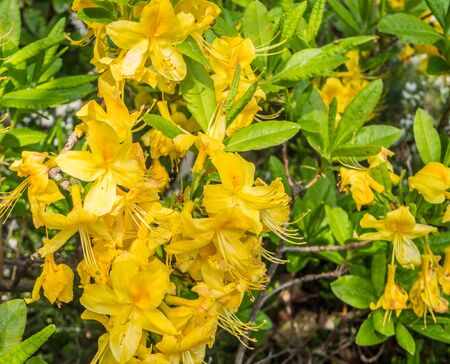 Pavillon chinois (Laeken-Belgique) in springの写真素材