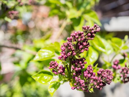 Lilac flowers in the springの写真素材