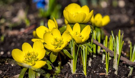 Panorama winter aconite in the Gardenの写真素材