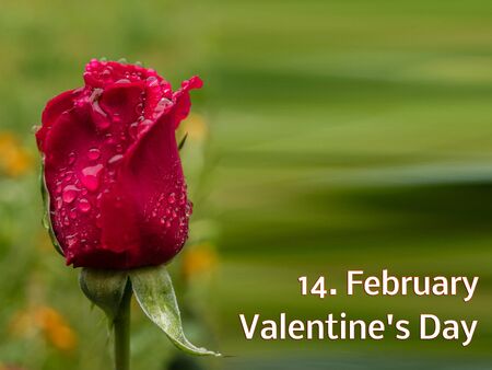Template Rose 14.February Valentine's Dayの写真素材