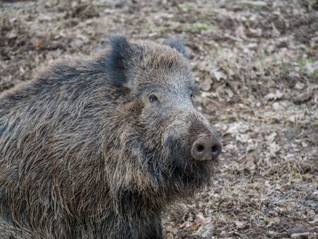boar in the wildの写真素材