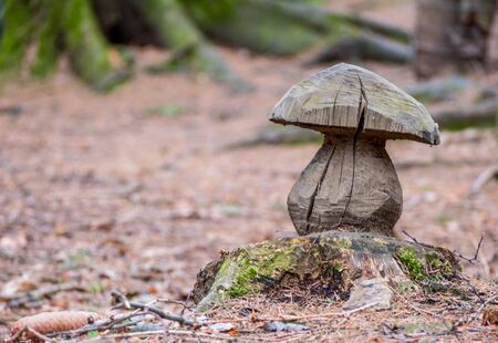 Woodcarving Fungi in the forestの写真素材