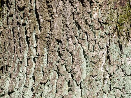 tree bark texture background