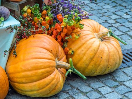 pumpkins lying on the groundの写真素材