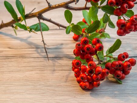 rowanberry on a wooden Background