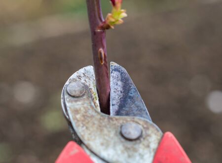 Garden shears at the branch