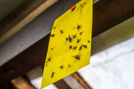yellow Insects trap in the greenhouseの写真素材