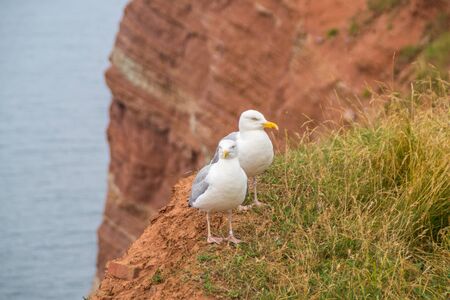 Gull pair on Helgolandの写真素材