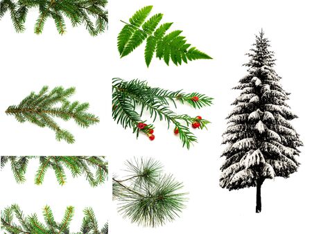 Collage fir branches fir-tree fern pine tree isolatedの写真素材
