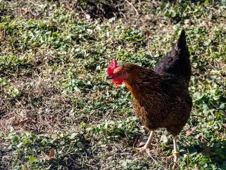 Organic attitude of chickens on the farmの写真素材