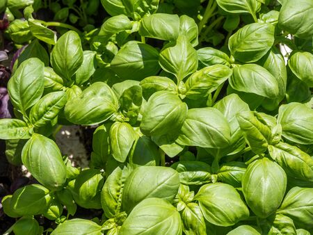 basil on the marketの写真素材