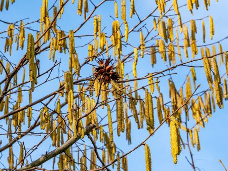 Blossom catkins from the hazelnut bush, Corylus Avellana