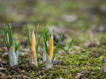Crocuses sprout from the ground in springの写真素材