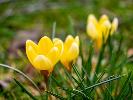 yellow crocus in spring background