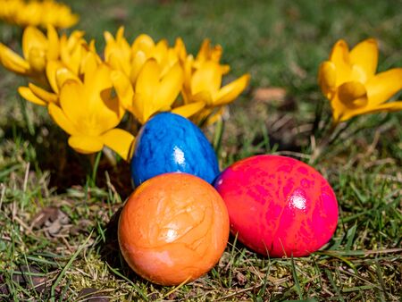 Easter eggs with yellow crocuses in the park
