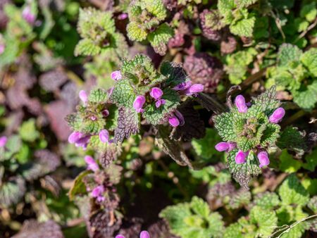Purple deadnettle medicinal herb blooms in springの写真素材