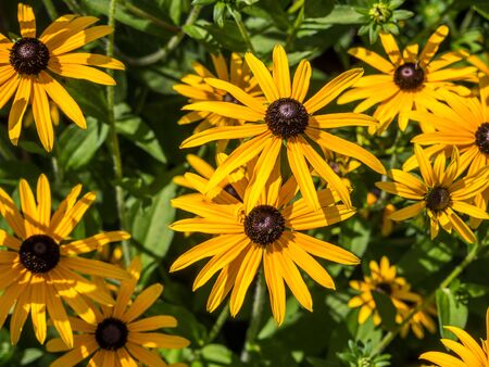 Yellow coneflower blooms in the gardenの写真素材