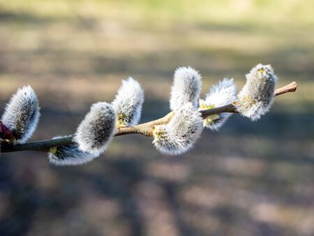 Branch of a willow tree with catkins in springの写真素材