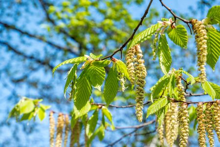 Betula Pendula flower in spring