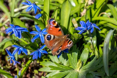 Blue stars with butterfliesの写真素材