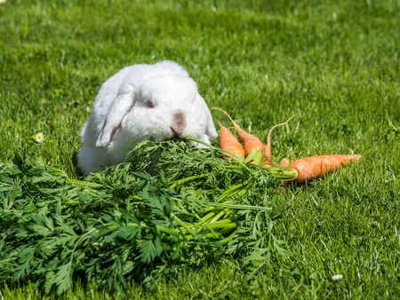 dwarf rabbits eat carrotsの写真素材
