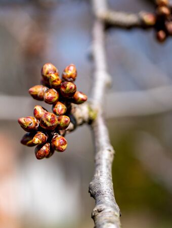 Fruit tree branch with fresh buds in springの写真素材
