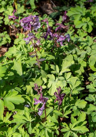 Fingered larch spur Corydalis solida blooms in springの写真素材