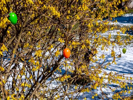 Easter eggs on the forsythia shrubの写真素材