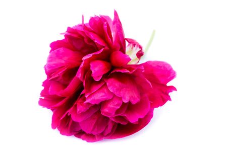 Pink peony isolated on white backgroundの写真素材