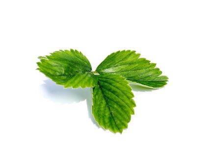 Strawberry leaves isolated on white backgroundの写真素材