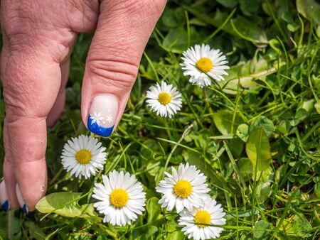 Woman picks daisies in the springの写真素材