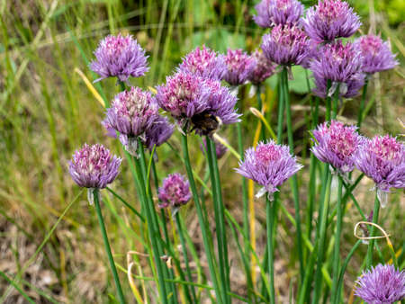 Chives Allium schoenoprasum in bloomの写真素材