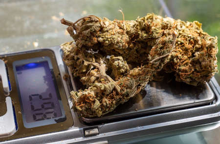 Libra with cannabis drug dealers