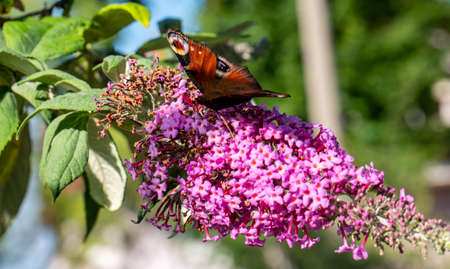 Buddleja davidii with a peacock butterfly