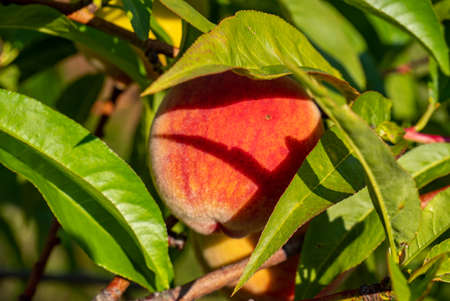 Peach tree on the peach tree in the garden