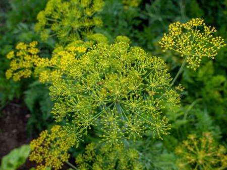 dill plants in the gardenの写真素材